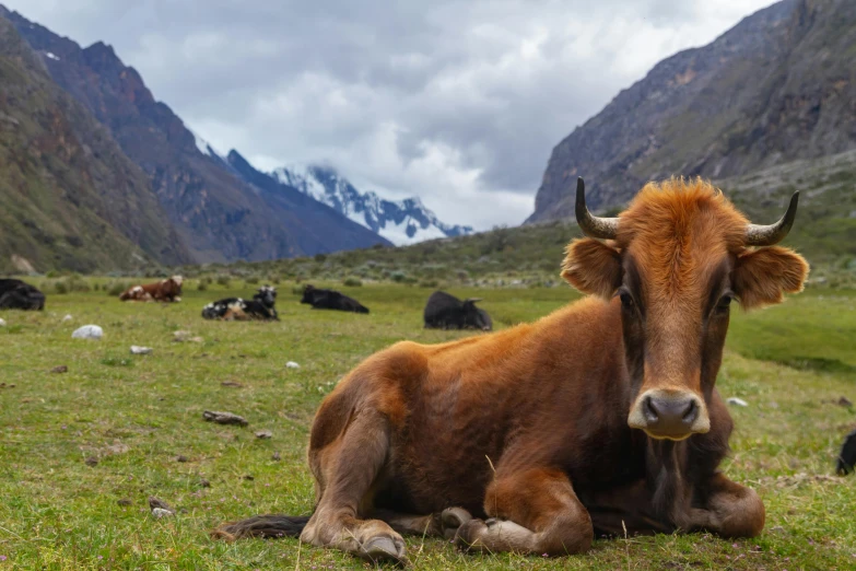 large brown animal lying on lush green hillside