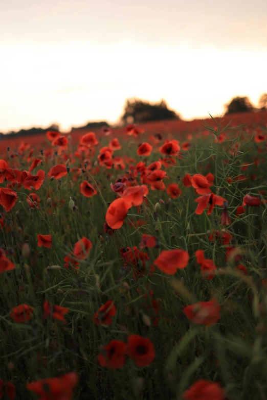 the flowers are red in color on the field