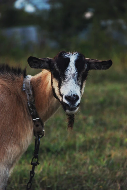 a goat with horns and a muzzle looking at the camera