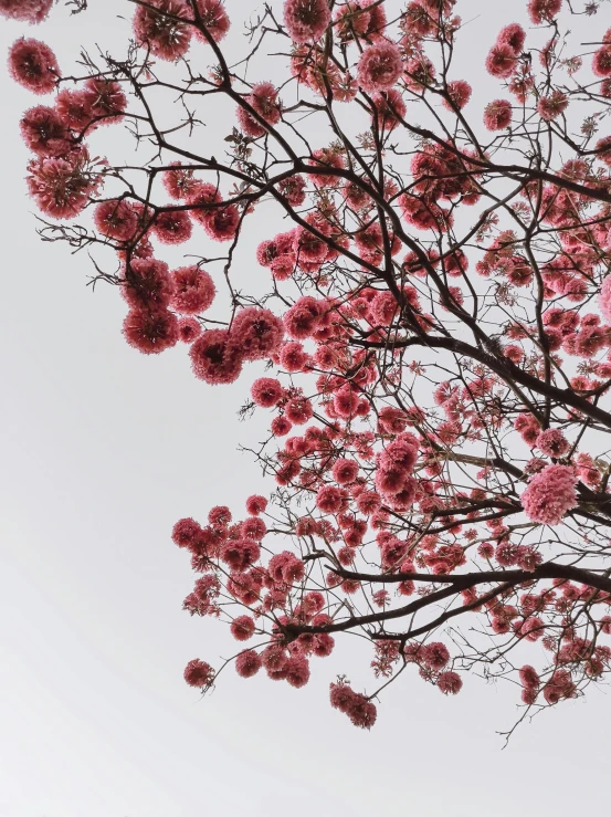 the top of a tall tree with some pink flowers in it