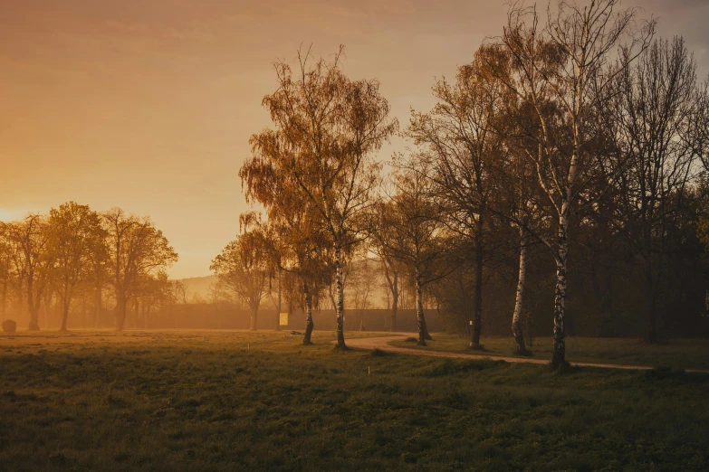 sunset behind trees in a park on a foggy day