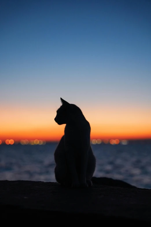 a cat sitting on top of a rock near the ocean