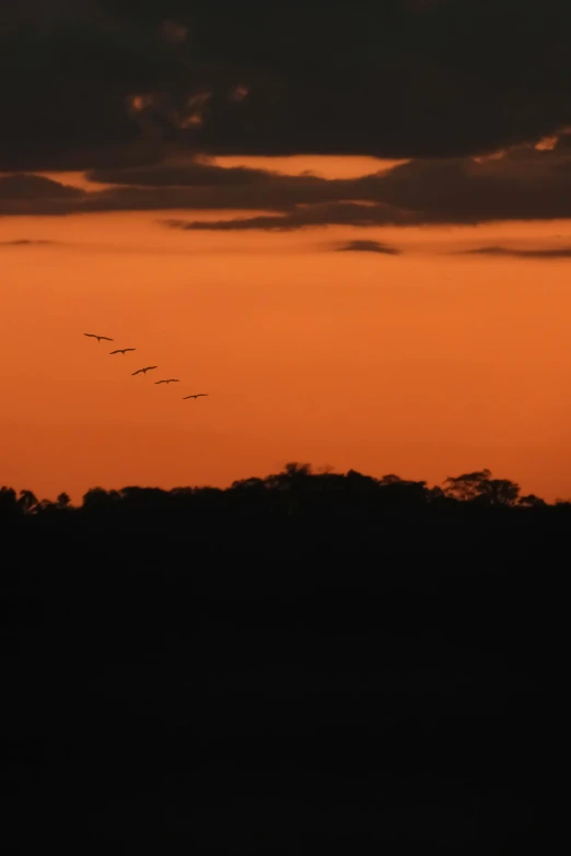 six birds flying in formation under the setting sun