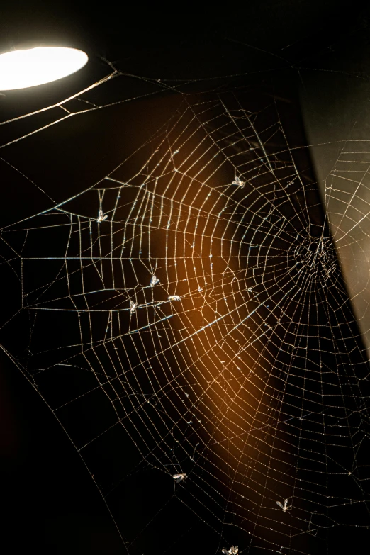 some very strange looking spider webs in a dark room