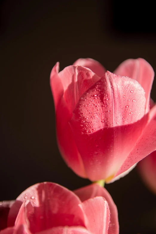 an up close po of a pink flower