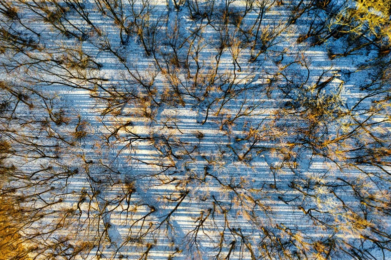 looking down at trees through a camera lens