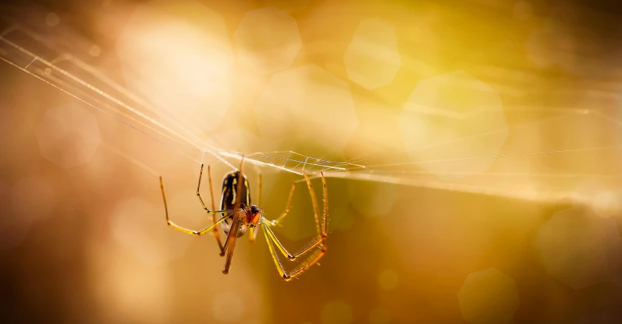 a large, colorful spider sitting on its web