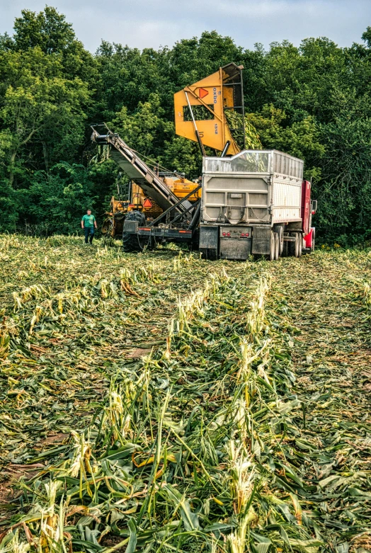 a large combine harvesting corn on an open field