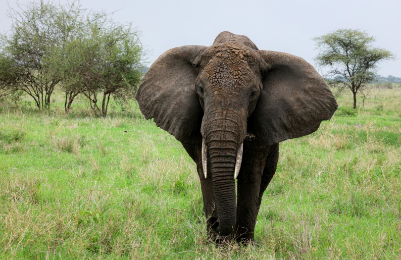 there is an elephant standing in a field