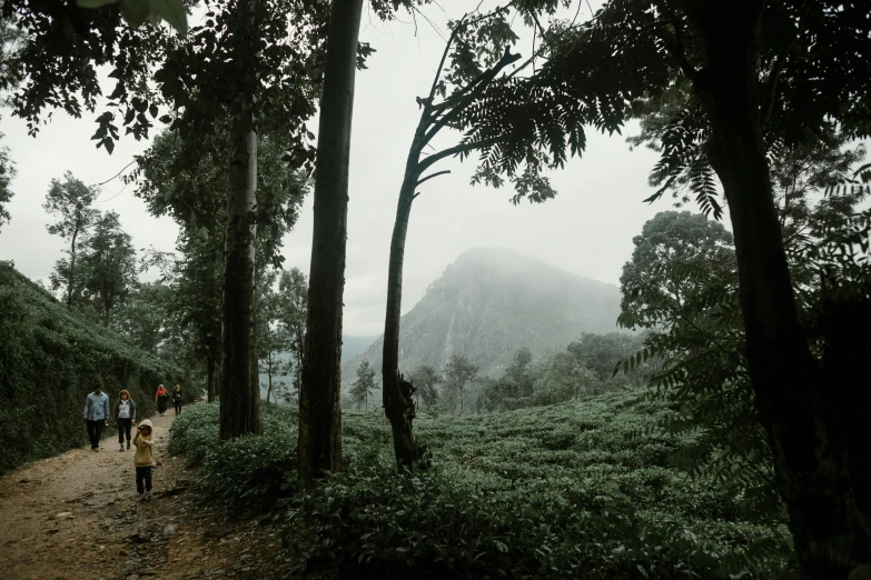 two people are walking in the woods on a foggy day