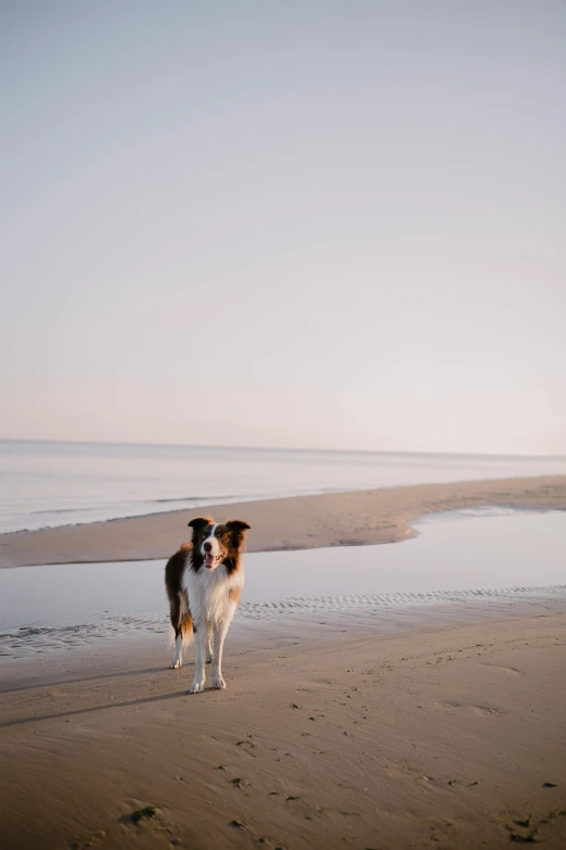 two dogs stand on the beach by the ocean