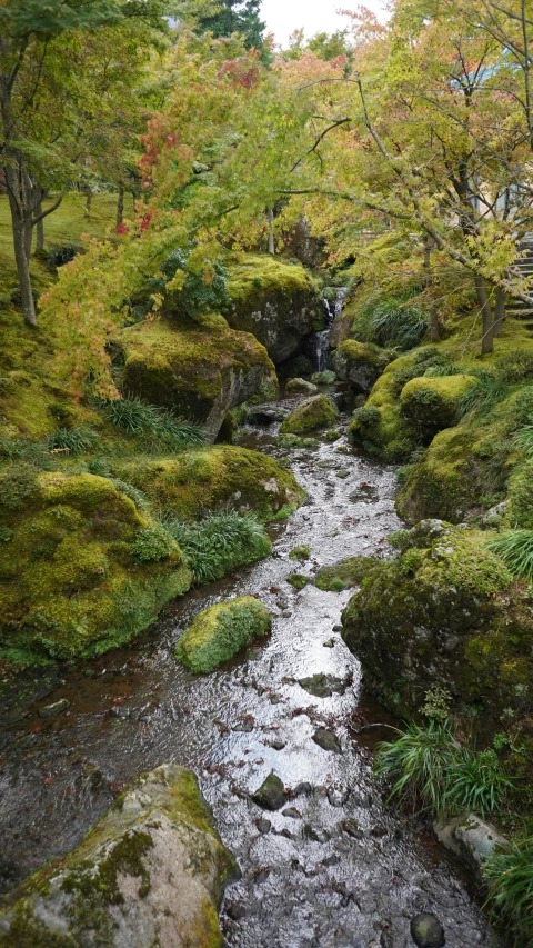 a stream runs through an area with trees and bushes