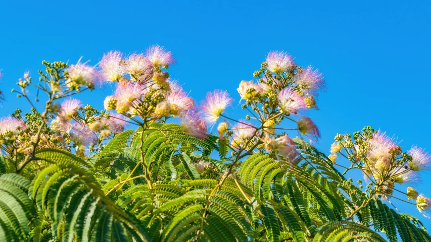 several plants are growing on a bright sunny day