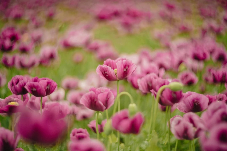 a field full of pink and white flowers