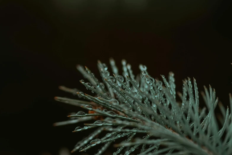 rain drops are covering the leaves of a fir tree