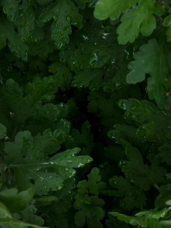 green leaves under a lot of water on the ground