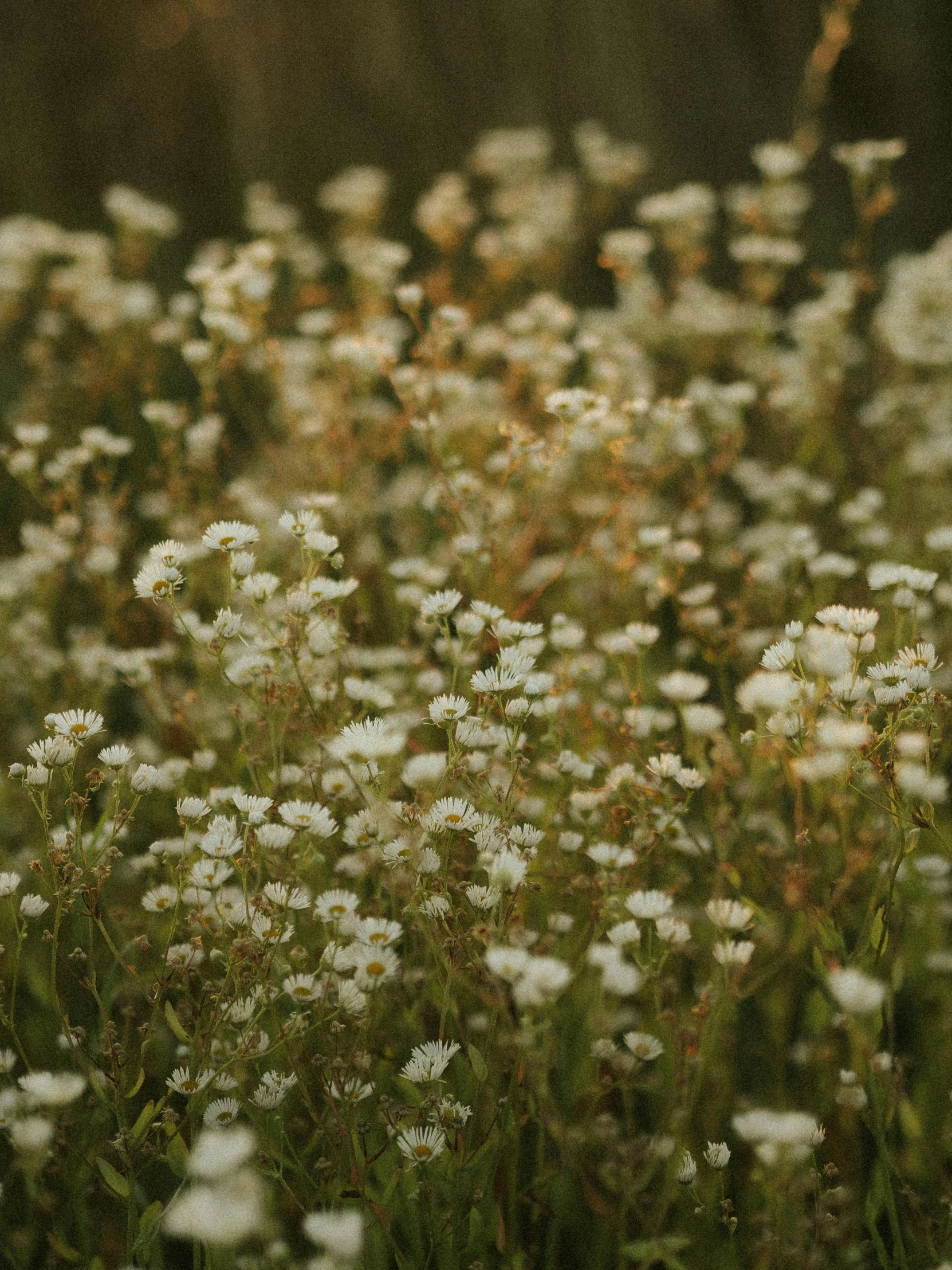 a bunch of white flowers with lots of green stems