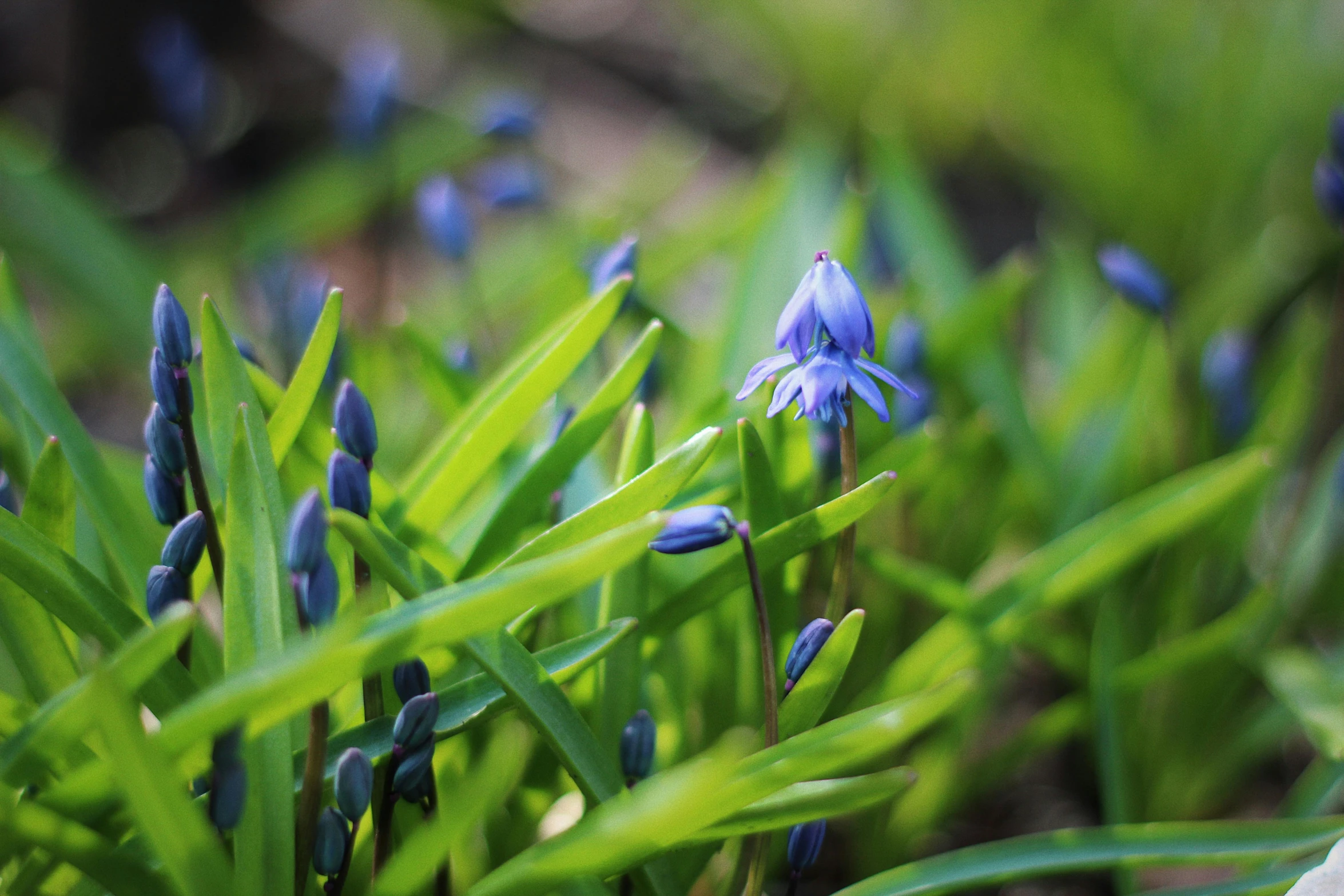 some pretty blue flowers growing in some green grass