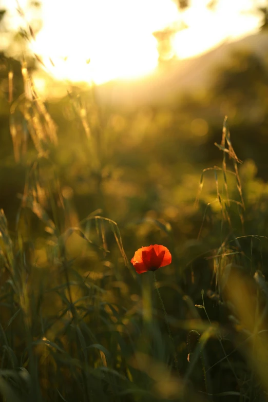 a lone flower in a field with the sun behind it