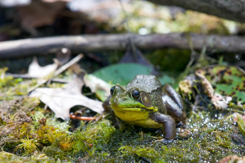 a frog is in the moss with an apple in its mouth