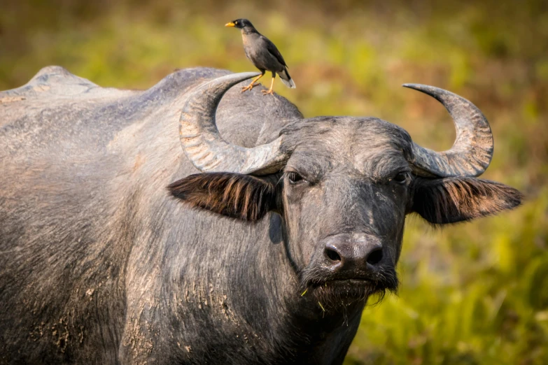 a bird on the top of an animal that is standing