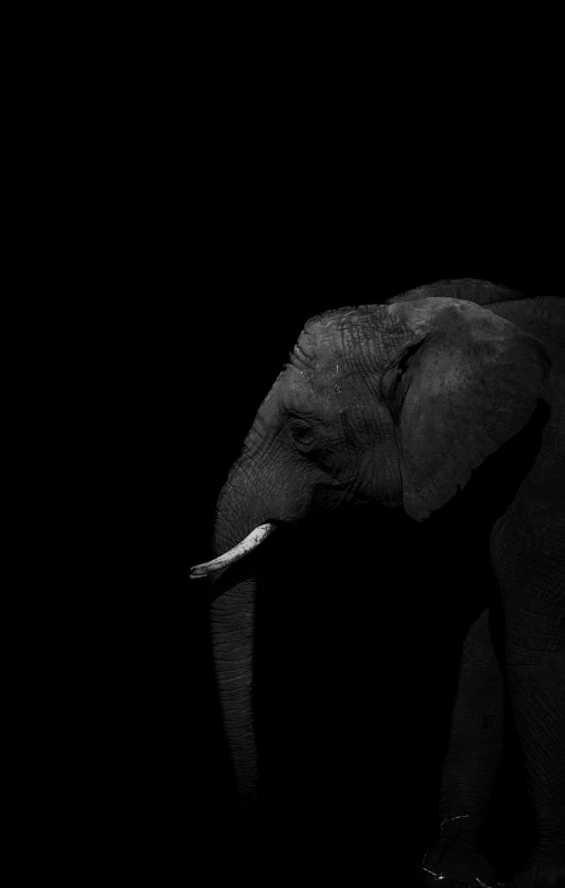 black and white po of elephant's head with tusks