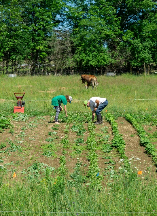 two people working in a field on farm land