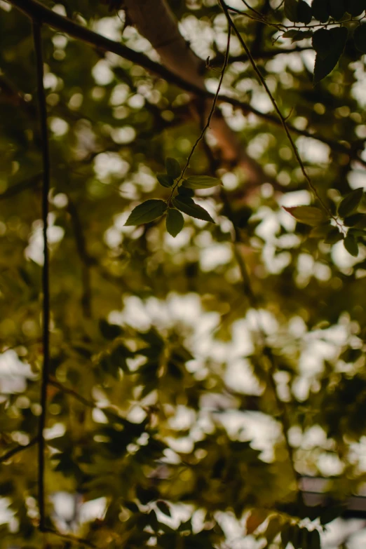 tree nch with green leaves looking like it is falling down