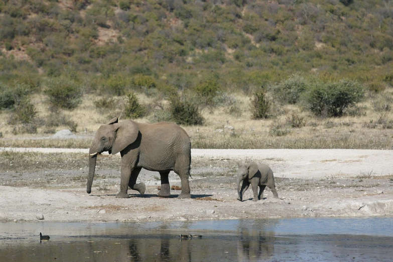 an adult elephant with a baby elephant next to a lake
