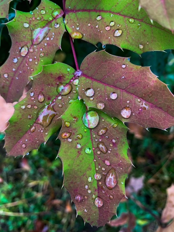 drops of dew on a leaf during a rain storm