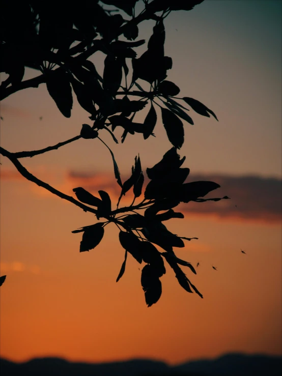 tree nches and sunset in the background