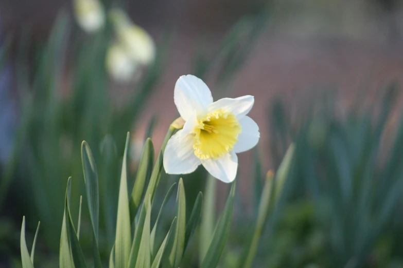 a daffodil in bloom on a sunny day