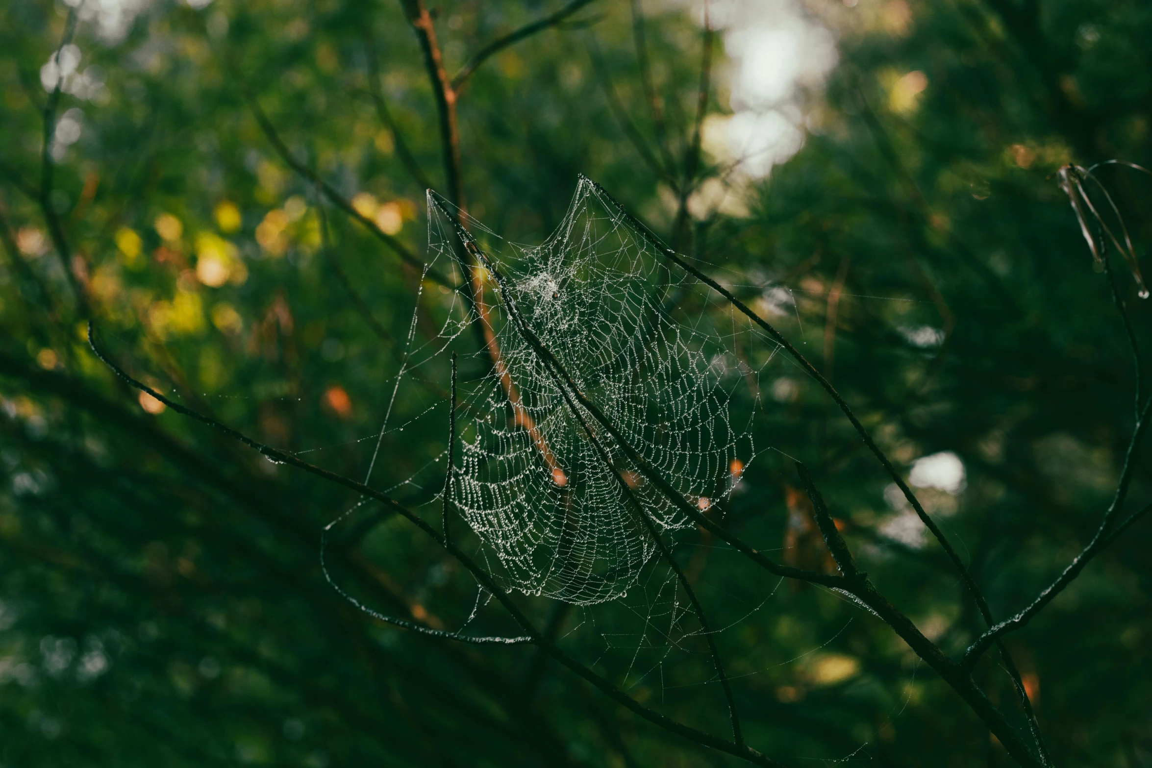 a spider web with a leaf is suspended in the air