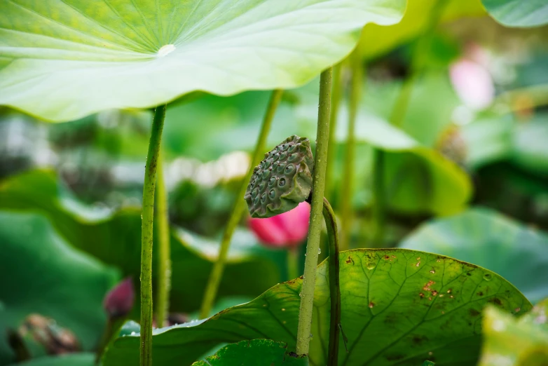 there is a large green leaf that is growing in the water