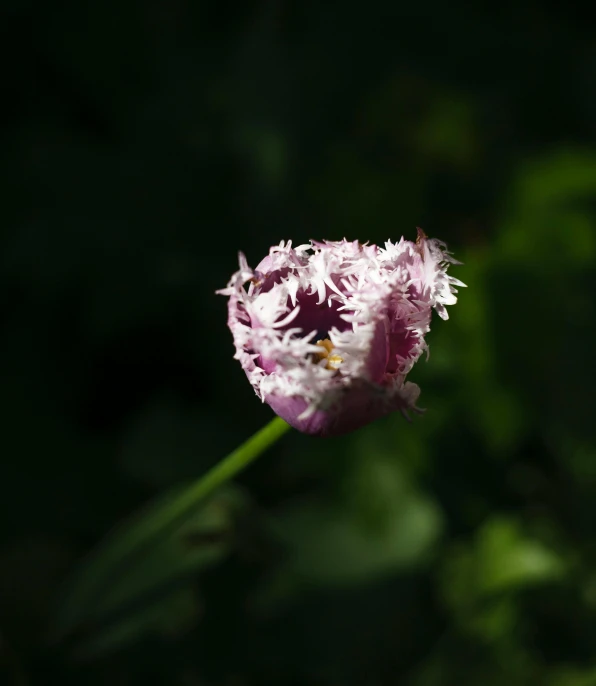 a single purple flower has been splayed with white