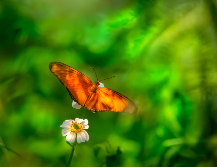 a single yellow erfly standing on a flower