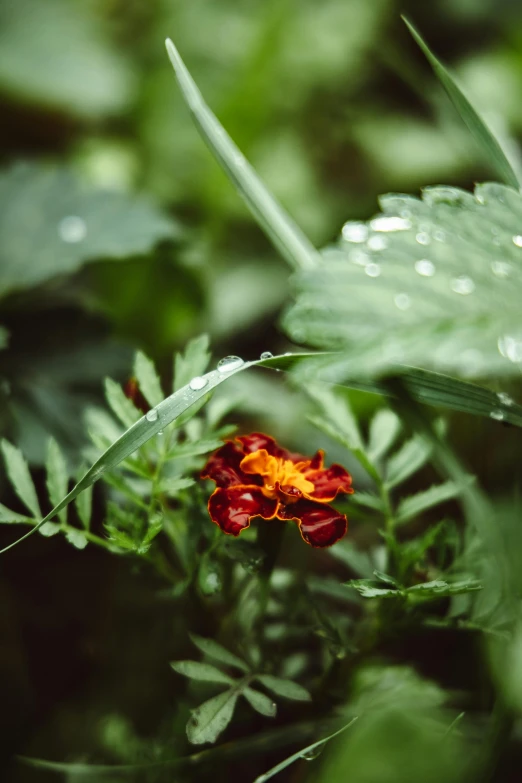 some leaves and a flower with a red flower sitting on top