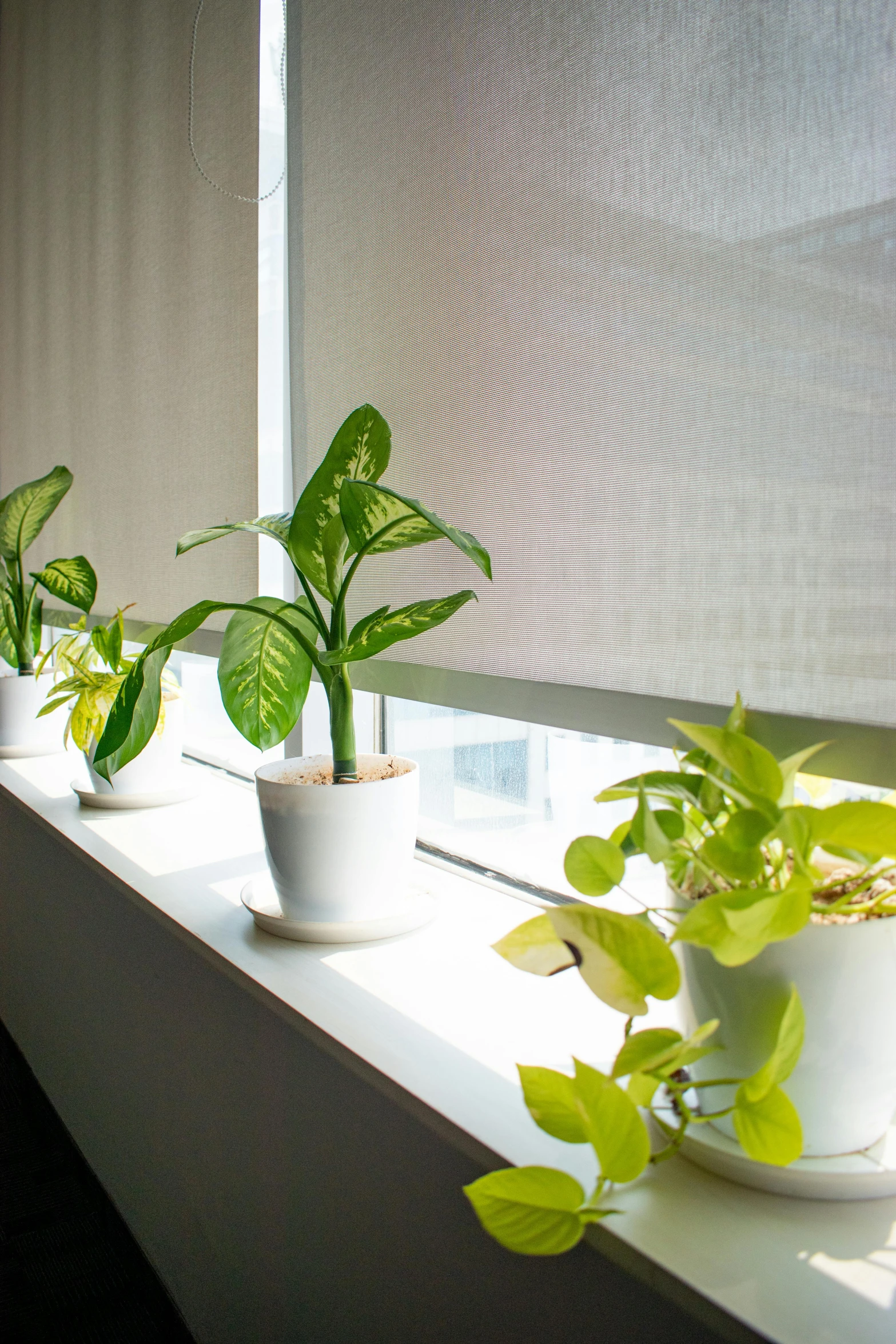 small plants sit in their spotted plants on the window sill