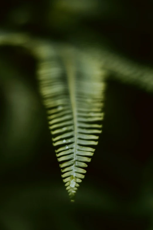 the long leaf is being reflected in the water