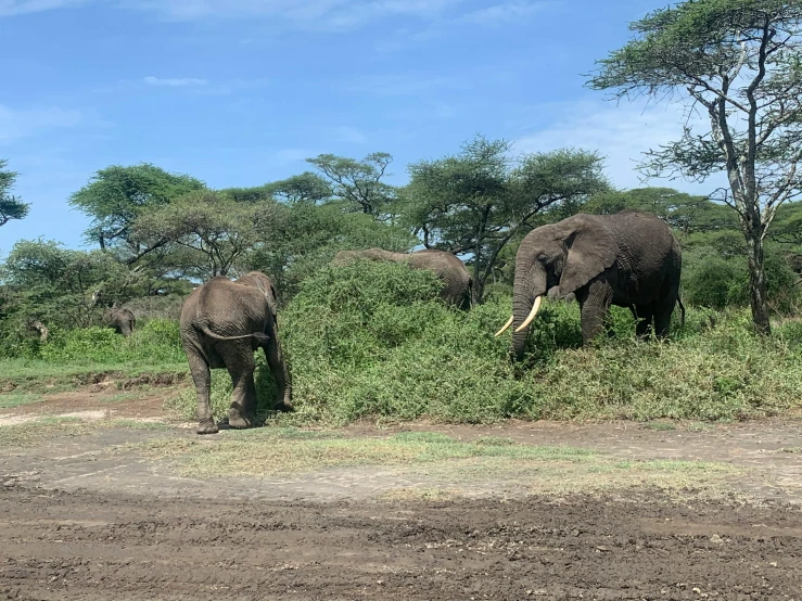 a herd of elephants grazing on grass and trees