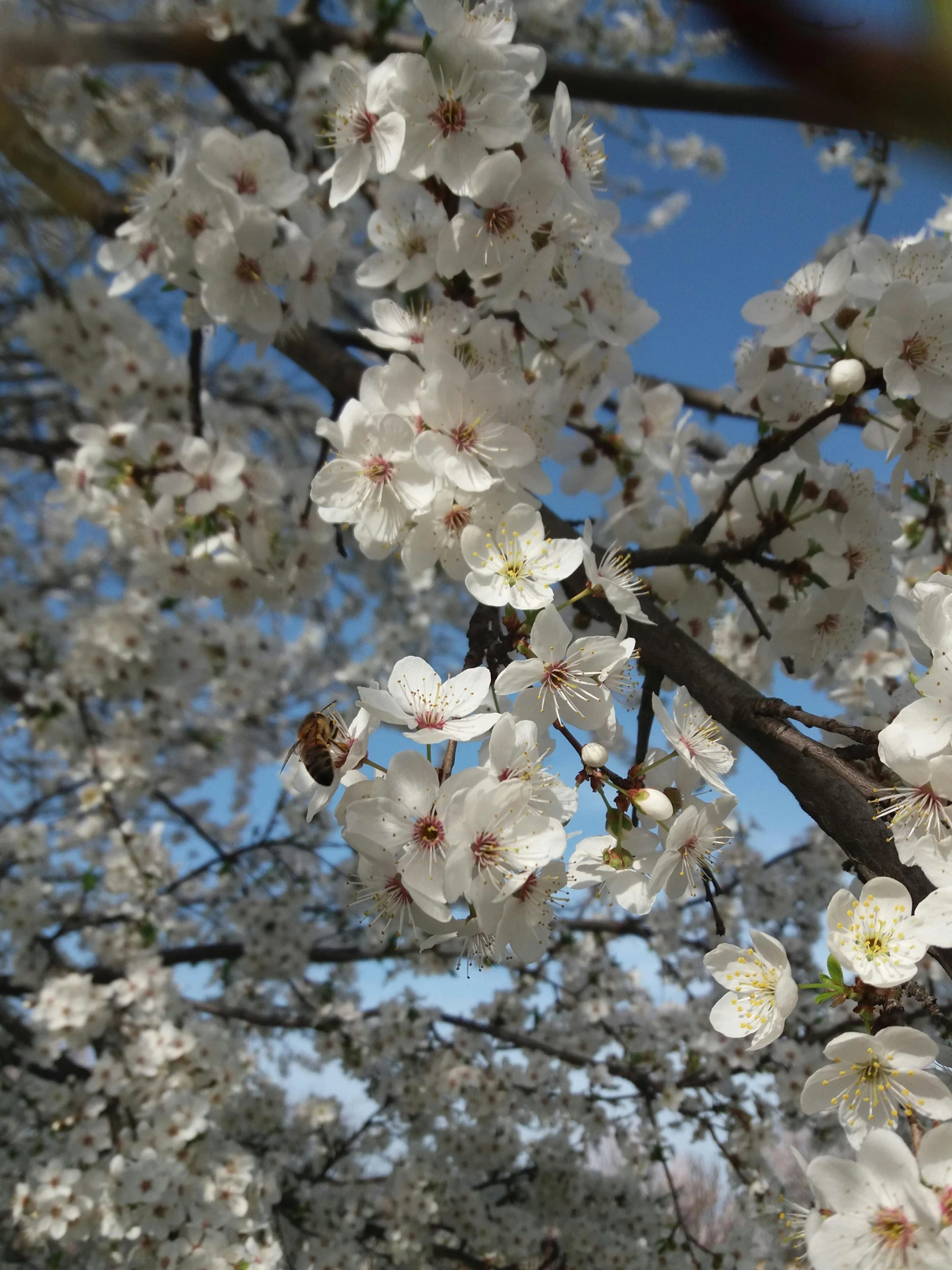 some white flowers hanging on the side of a tree