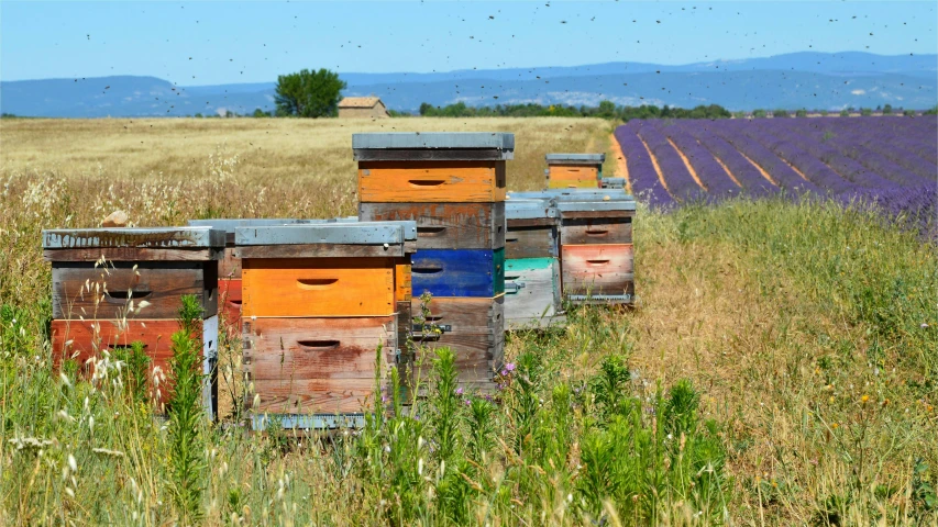 beeships with their trays on the side in an open field