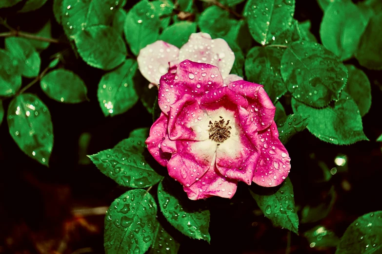 a pink flower with raindrops on it in front of some leaves