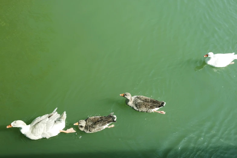 three geese swim in a lake one is swimming