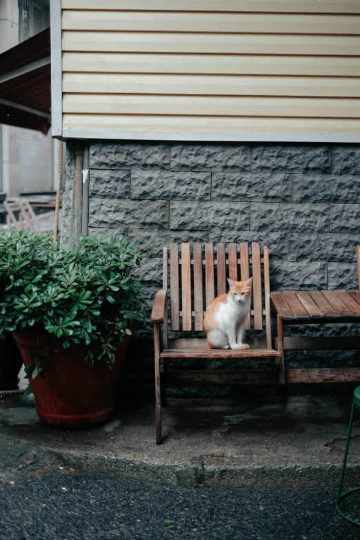 a cat sits on a wooden bench outside