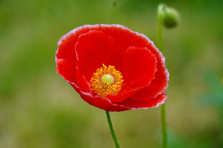 a large red poppy flower in a field