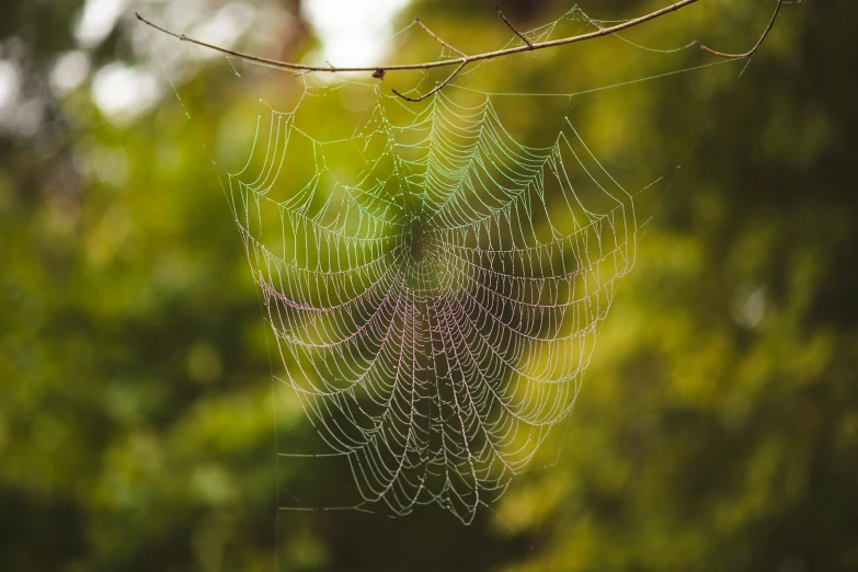 a spider web hanging from the side of a tree