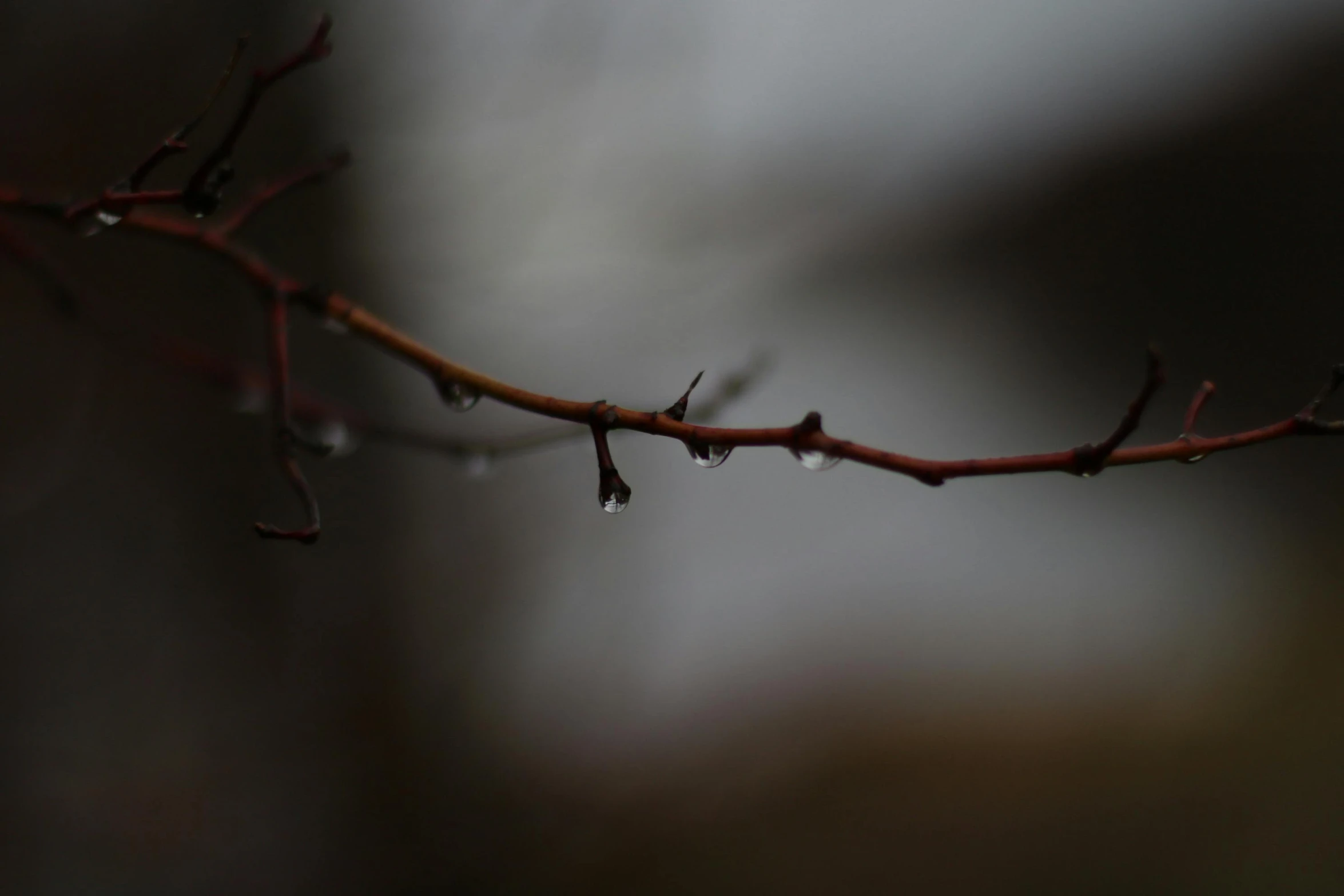 drops of water sit on a leafy tree nch