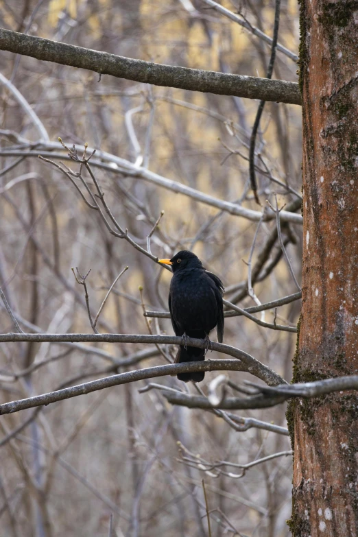 a bird is perched on the nch of a tree