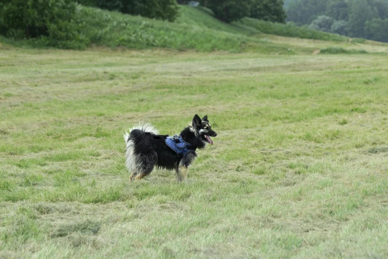 a dog in the middle of a field